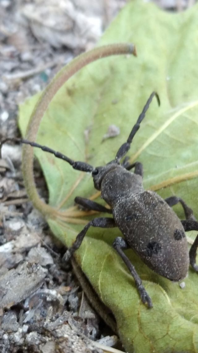 Cerambycidae: Herophila tristis?  S