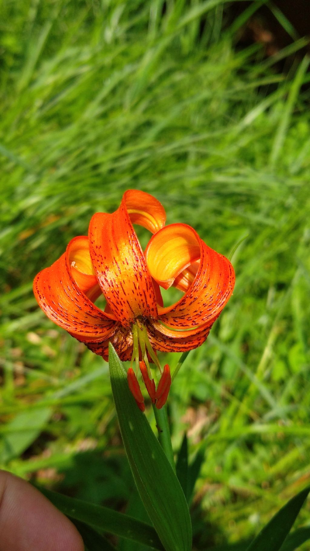 Lilium? S, Lilium carniolicum