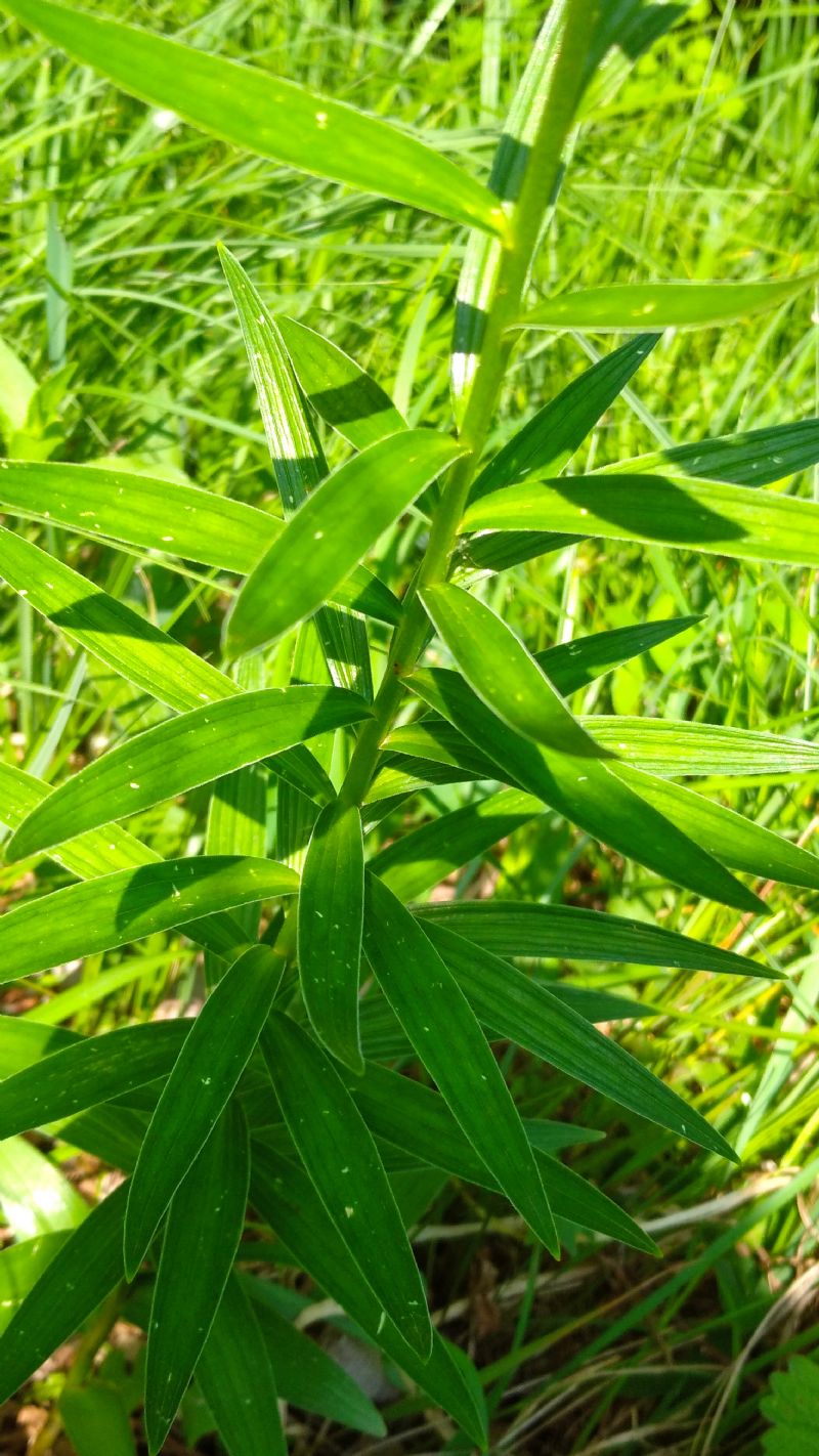 Lilium? S, Lilium carniolicum