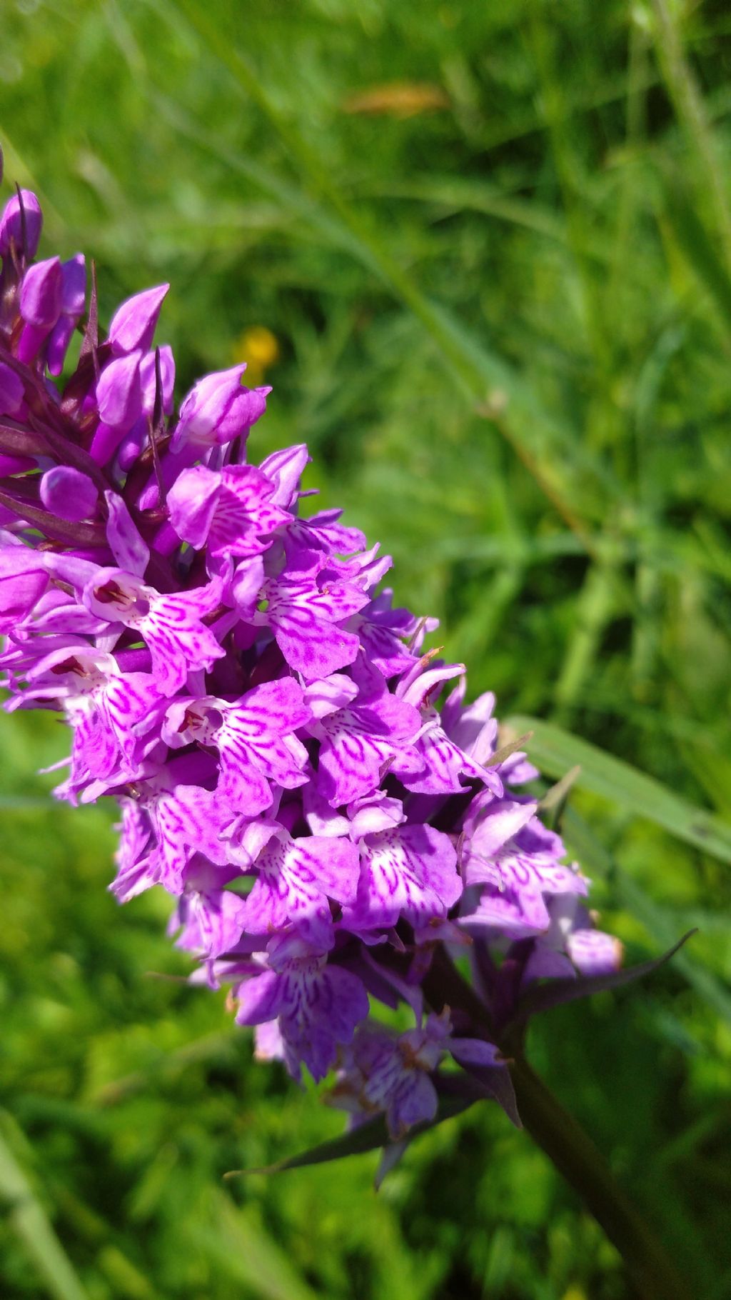 Dactylorhiza fuchsii o majalis?