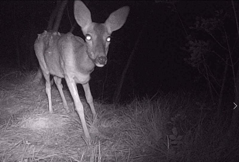 Capriolo o cerva?  Capriolo, femmina