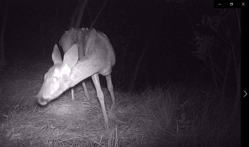 Capriolo o cerva?  Capriolo, femmina