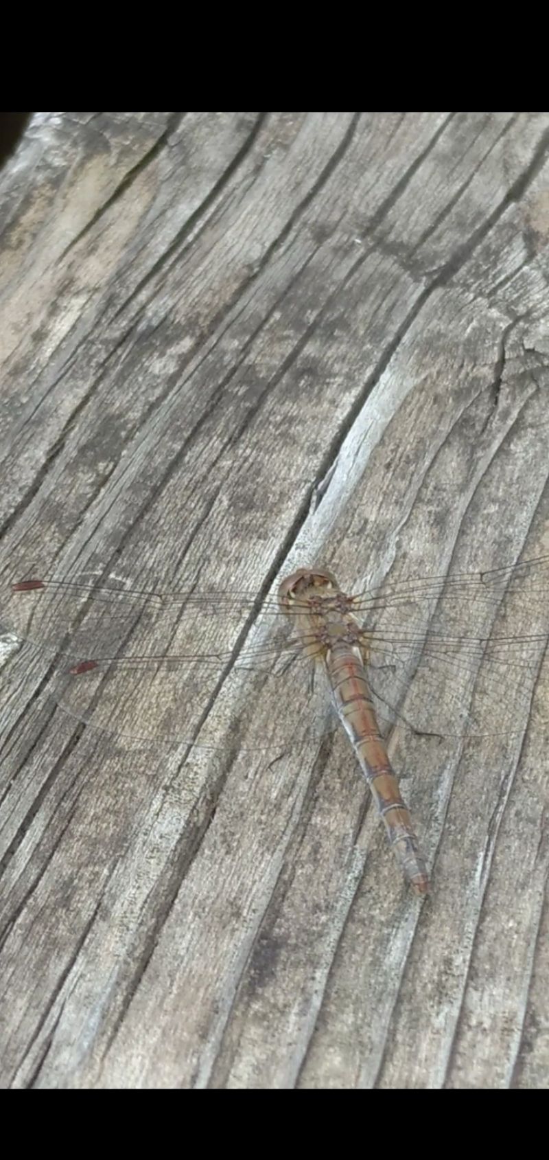 Sympetrum striolatum?