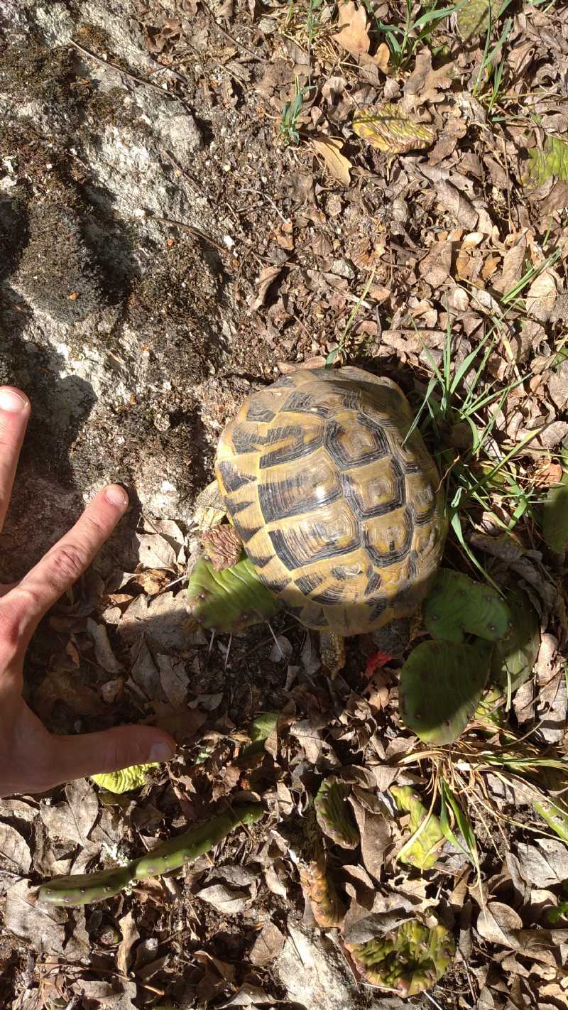 Testudo hermanni?  S, Testudo hermanni hermanni, maschio