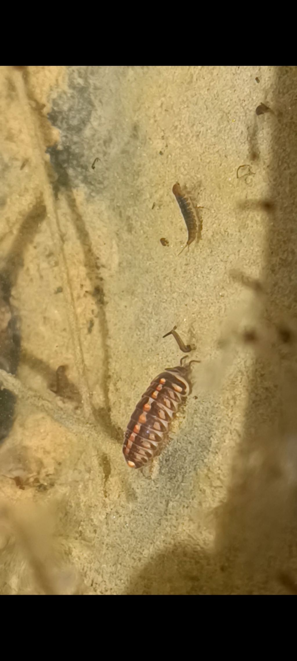 Aiuto identificazione