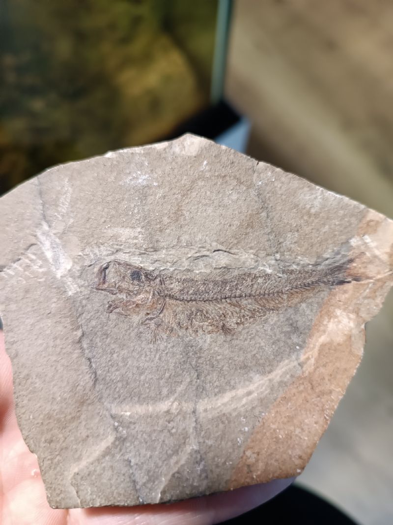 Aiuto identificazione fossile pesce