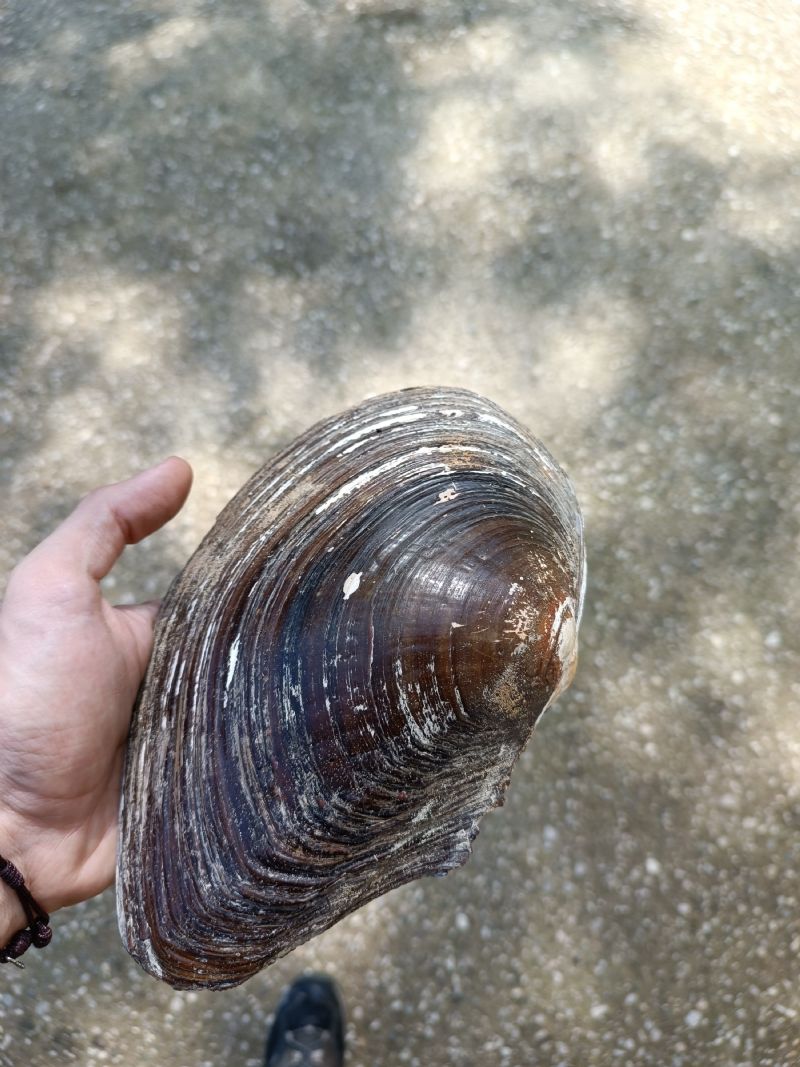 Anodonta sp?