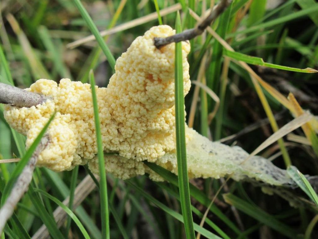 posto qui, ma in realt� non so... (Fuligo septica?)