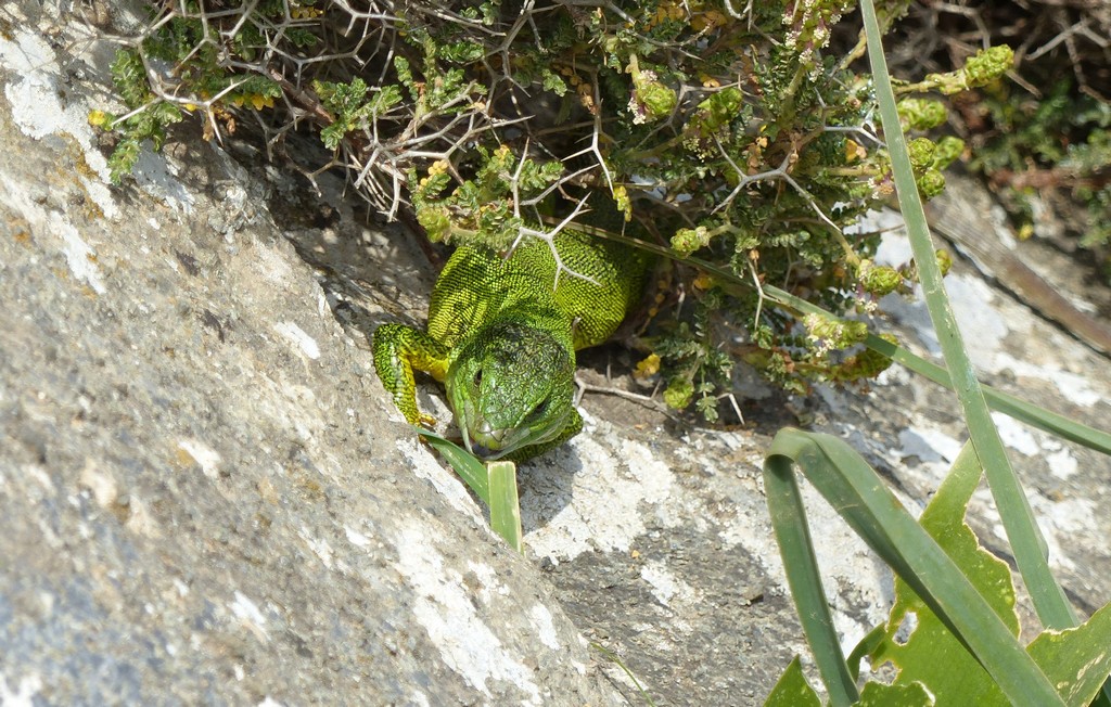 Lacerta trilineata a Creta - 4 aprile 2016