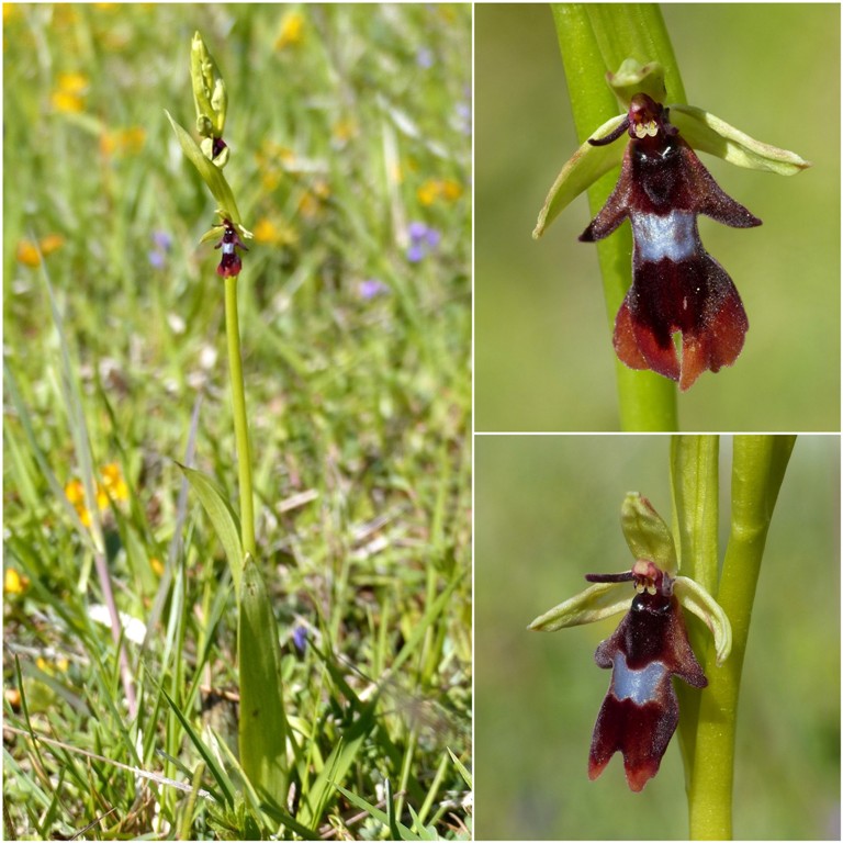 Amatrice e le sue orchidee; la distruzione e la voglia di ricominciare.