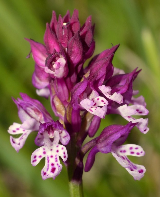 Amatrice e le sue orchidee; la distruzione e la voglia di ricominciare.