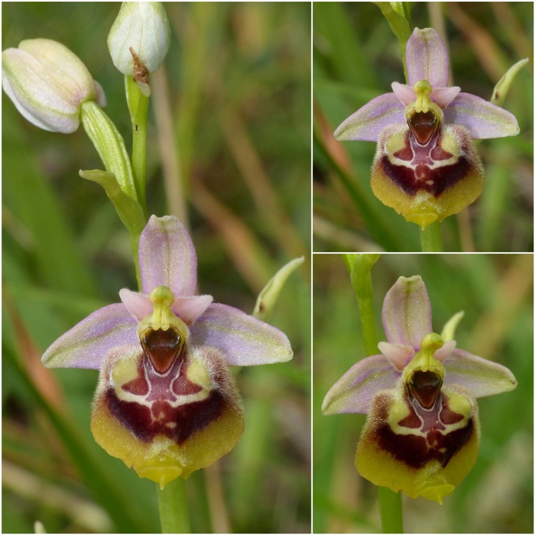 Ophrys lacaitae, ibridi e altre modelle; Isernia 2 giugno 2016