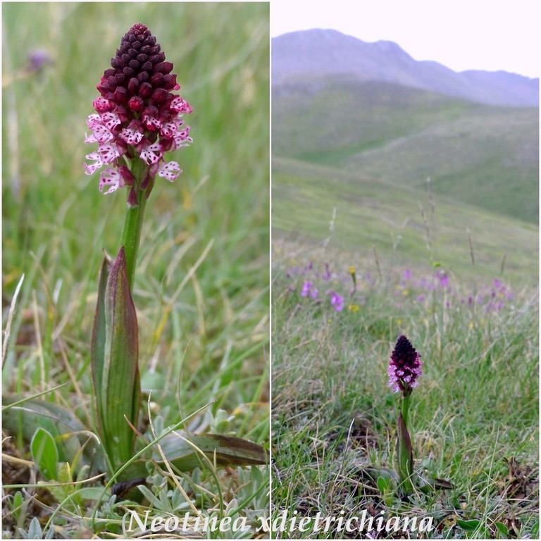 Il Gran Sasso e le orchidee - il mio omaggio al Gigante dellAppennino.