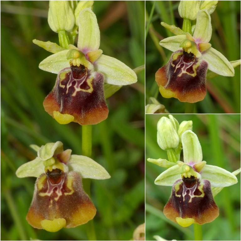 Ophrys lacaitae, ibridi e altre modelle; Isernia 2 giugno 2016