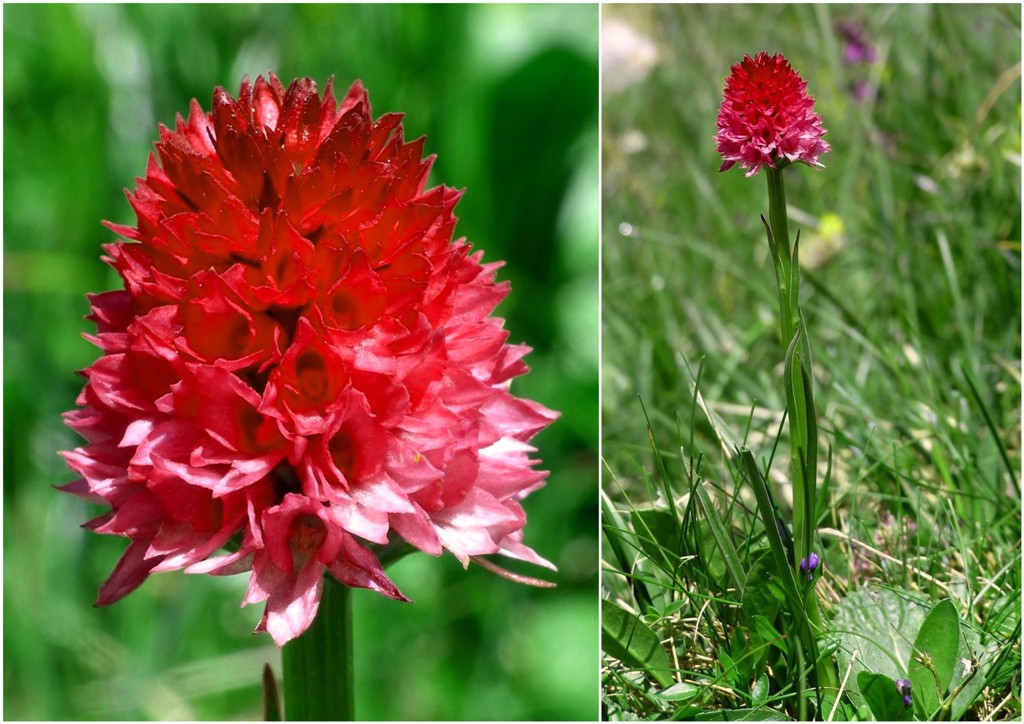 Nigritella buschmanniae e la storiella del Grost:16 luglio 2016