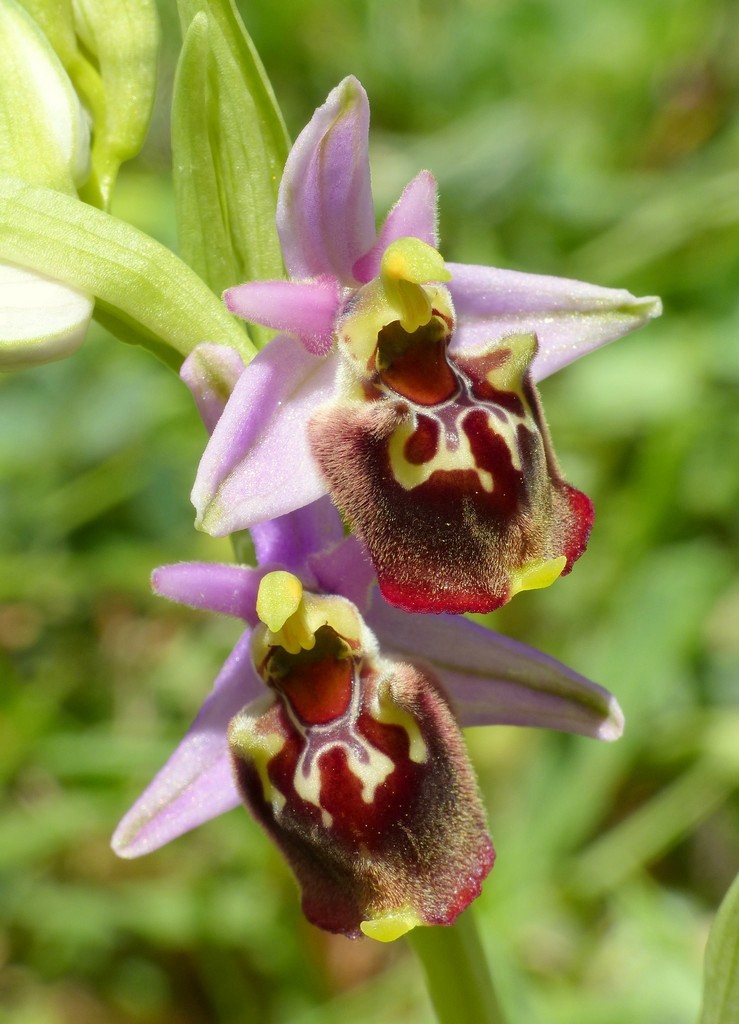 Amatrice e le sue orchidee; la distruzione e la voglia di ricominciare.