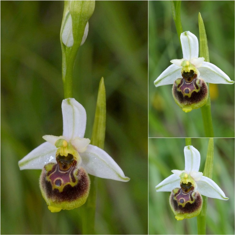 Ophrys lacaitae, ibridi e altre modelle; Isernia 2 giugno 2016