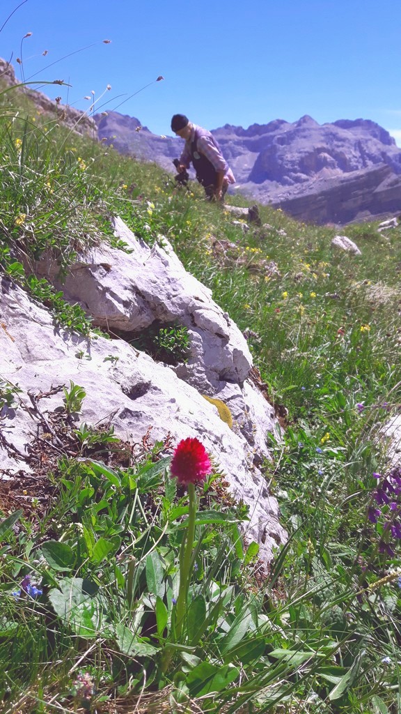 Nigritella buschmanniae e la storiella del Grost:16 luglio 2016