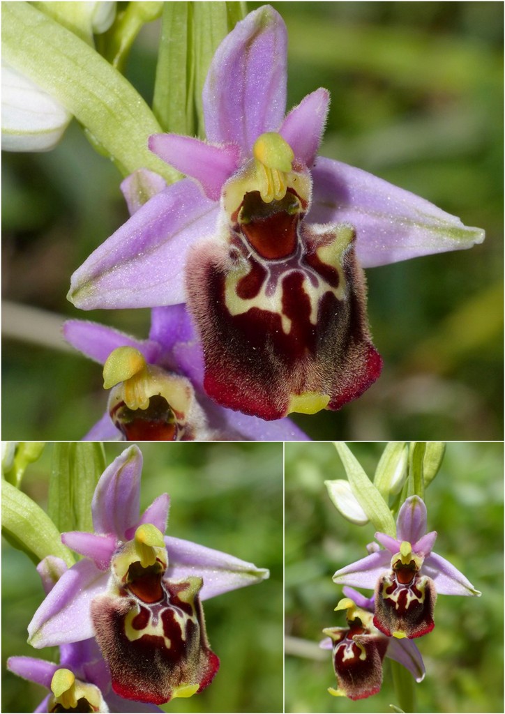 Amatrice e le sue orchidee; la distruzione e la voglia di ricominciare.