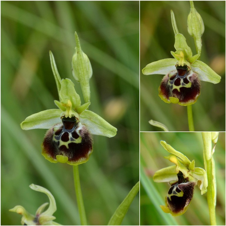 Ophrys lacaitae, ibridi e altre modelle; Isernia 2 giugno 2016