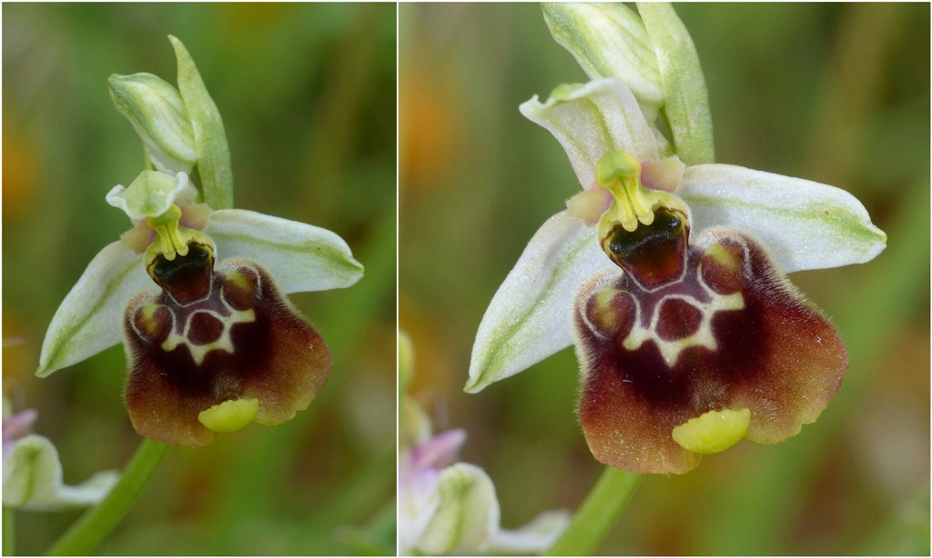 Ophrys lacaitae, ibridi e altre modelle; Isernia 2 giugno 2016