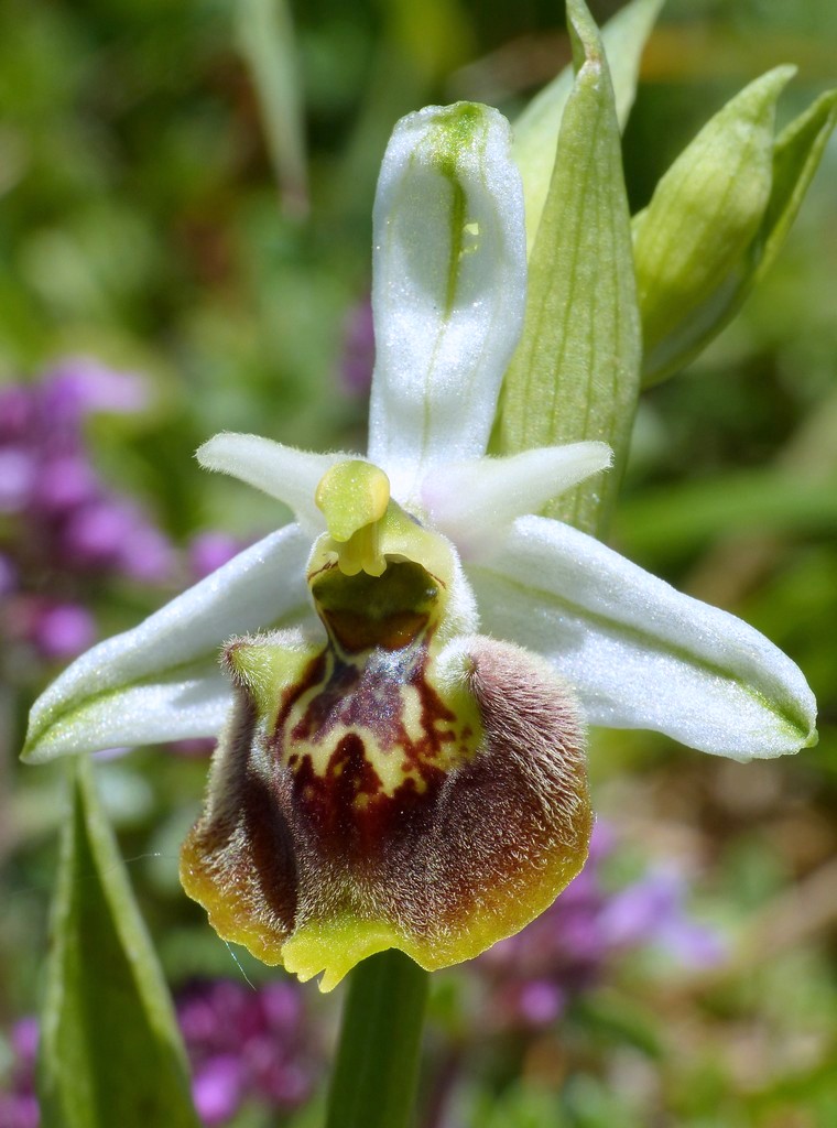 Amatrice e le sue orchidee; la distruzione e la voglia di ricominciare.