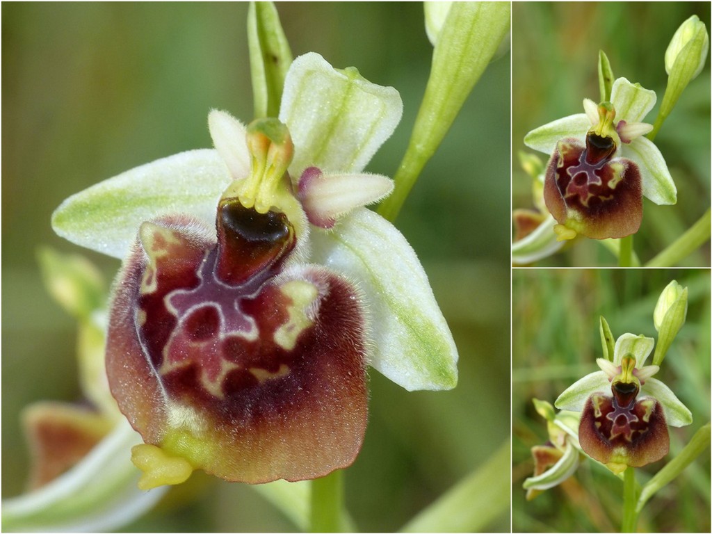Ophrys lacaitae, ibridi e altre modelle; Isernia 2 giugno 2016