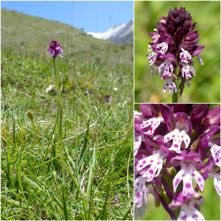 Amatrice e le sue orchidee; la distruzione e la voglia di ricominciare.