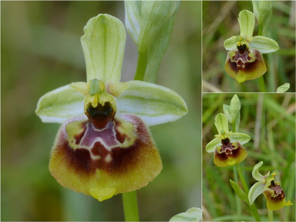 Ophrys lacaitae, ibridi e altre modelle; Isernia 2 giugno 2016