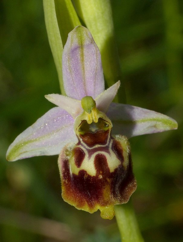 Amatrice e le sue orchidee; la distruzione e la voglia di ricominciare.