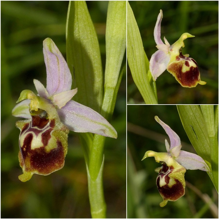 Amatrice e le sue orchidee; la distruzione e la voglia di ricominciare.