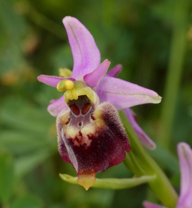 Ophrys lacaitae, ibridi e altre modelle; Isernia 2 giugno 2016