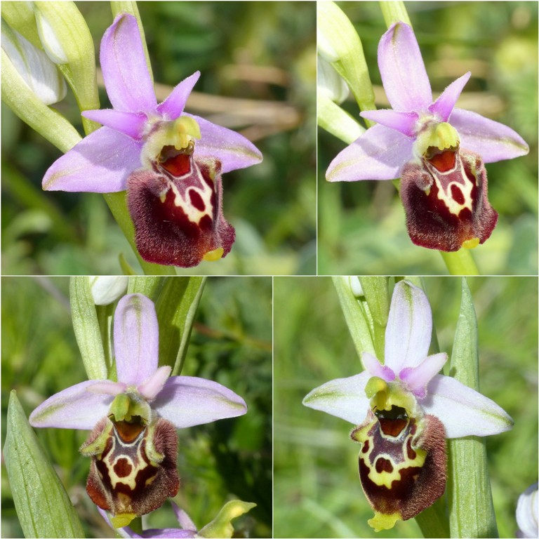 Amatrice e le sue orchidee; la distruzione e la voglia di ricominciare.