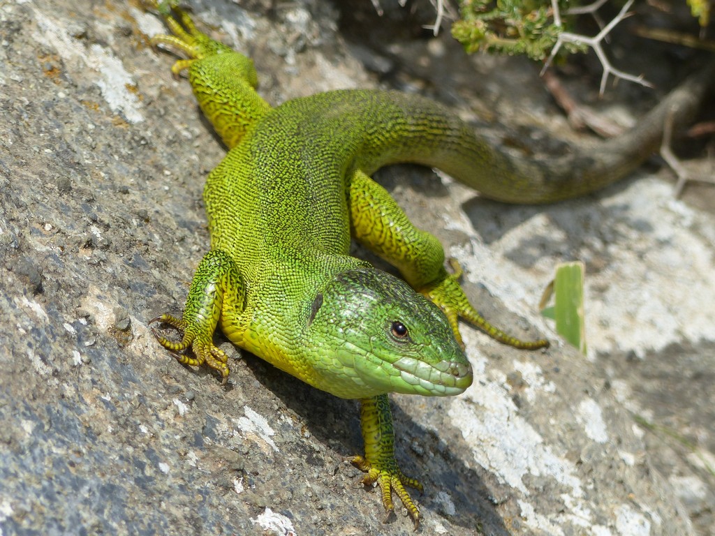 Lacerta trilineata a Creta - 4 aprile 2016