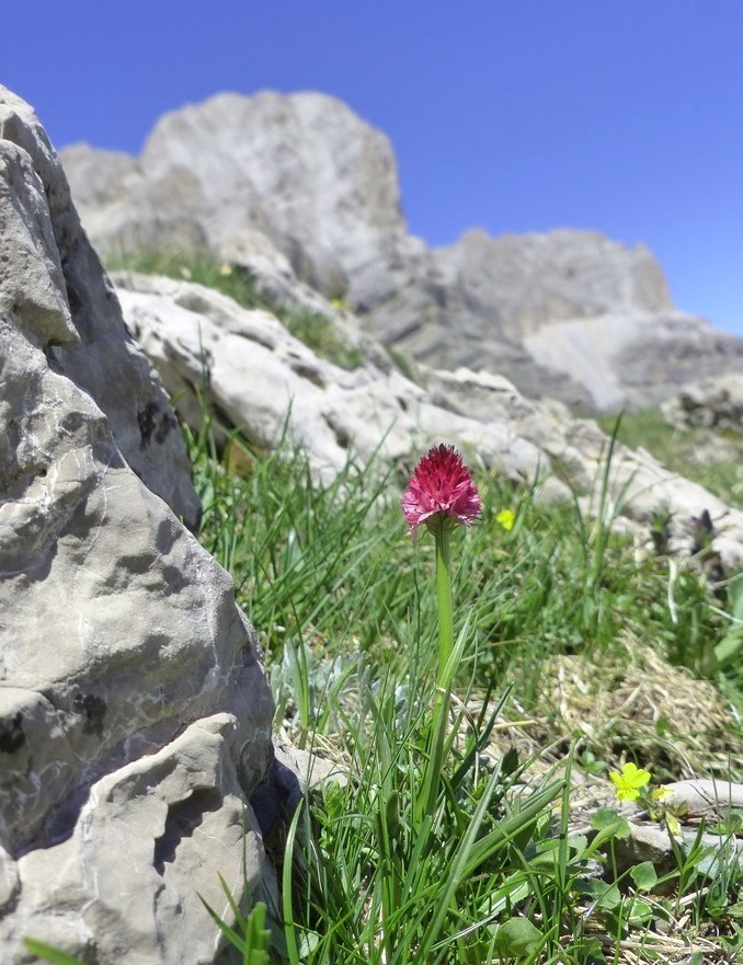 Nigritella buschmanniae e la storiella del Grost:16 luglio 2016