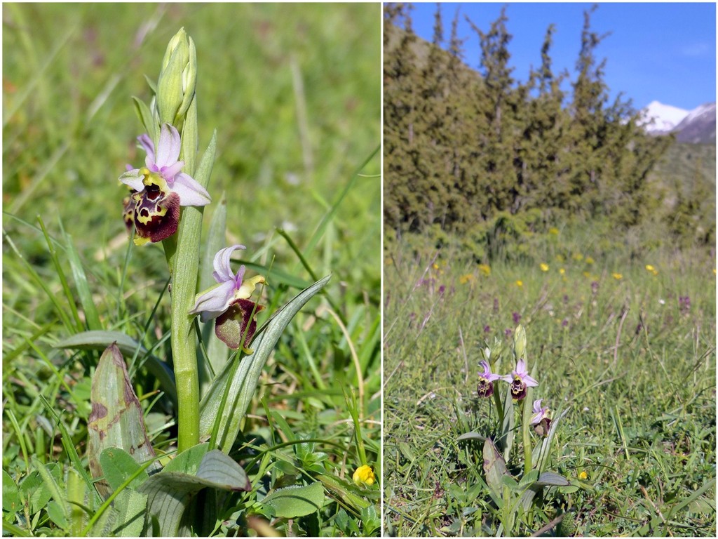 Amatrice e le sue orchidee; la distruzione e la voglia di ricominciare.