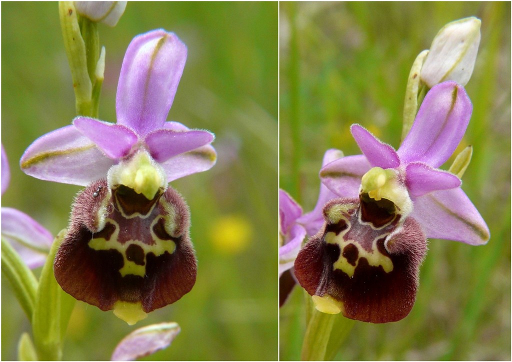 Ophrys lacaitae, ibridi e altre modelle; Isernia 2 giugno 2016