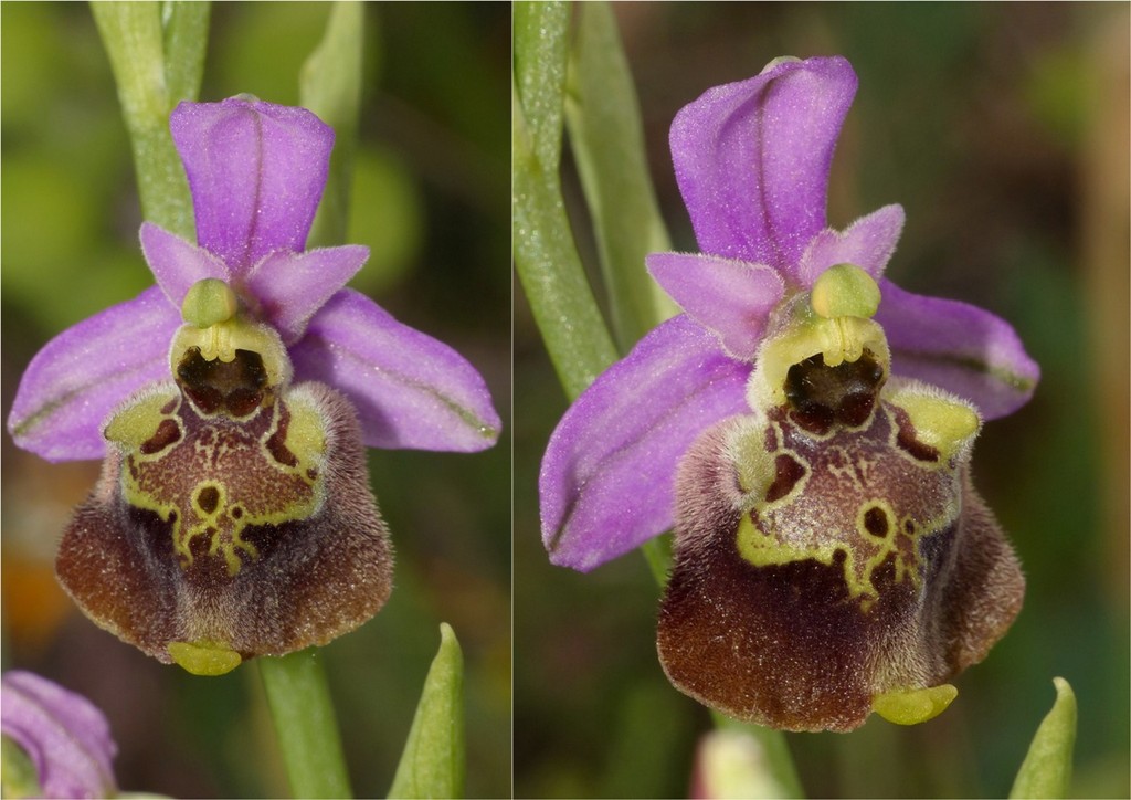 Ophrys lacaitae, ibridi e altre modelle; Isernia 2 giugno 2016