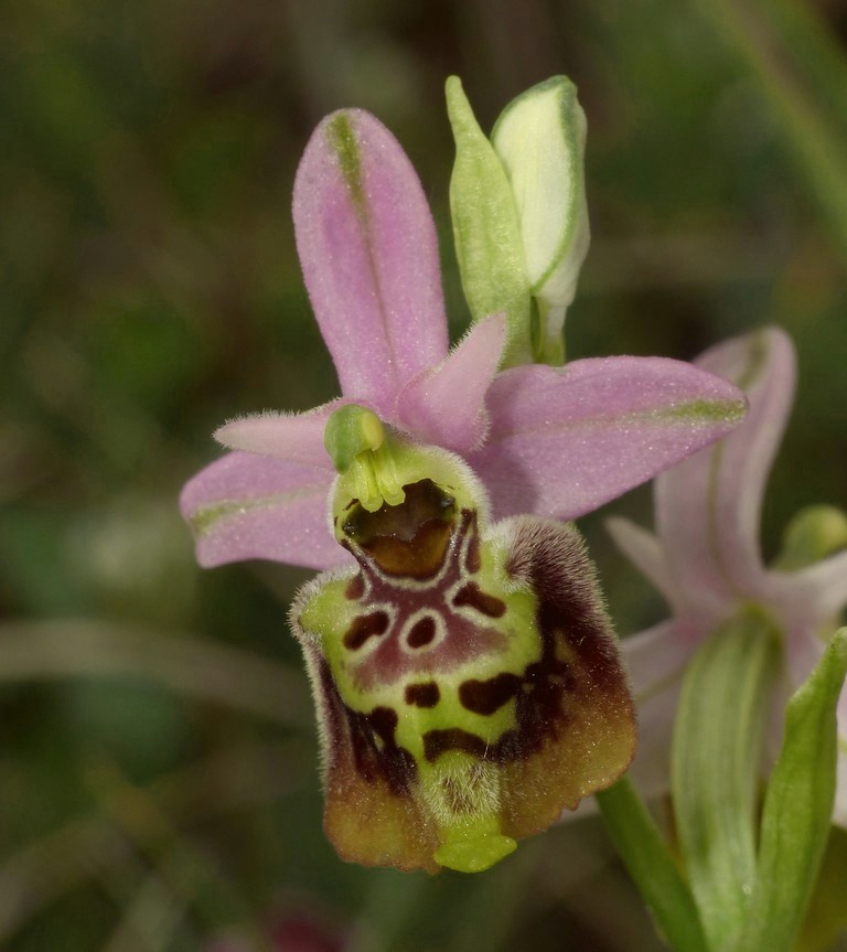 Ophrys lacaitae, ibridi e altre modelle; Isernia 2 giugno 2016
