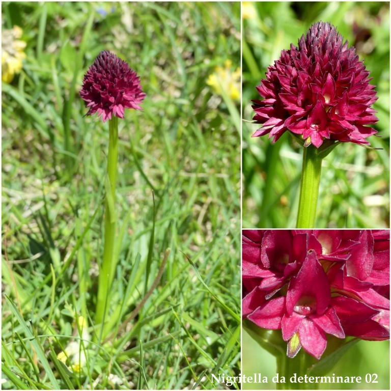 Nigritella buschmanniae e la storiella del Grost:16 luglio 2016