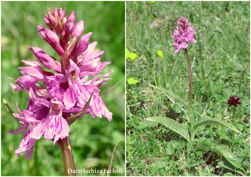 Nigritella buschmanniae e la storiella del Grost:16 luglio 2016