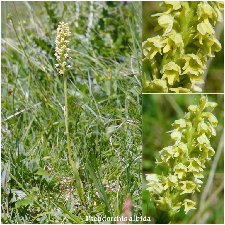 Nigritella buschmanniae e la storiella del Grost:16 luglio 2016