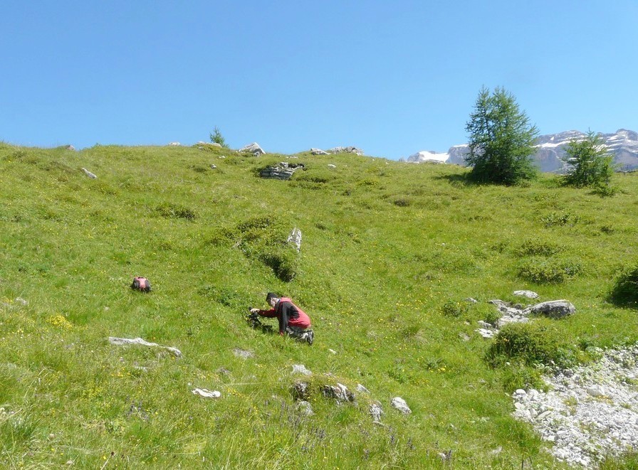 Nigritella buschmanniae e la storiella del Grost:16 luglio 2016