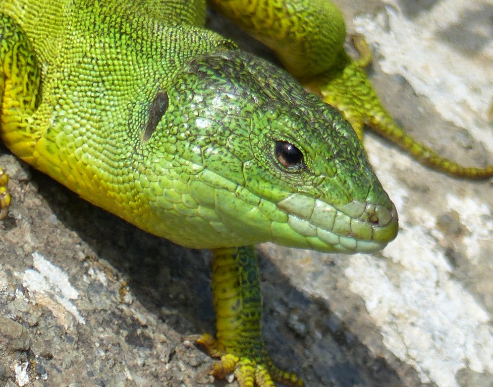 Lacerta trilineata a Creta - 4 aprile 2016