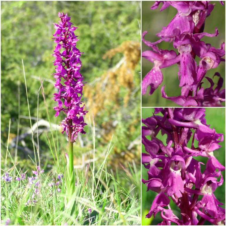 Amatrice e le sue orchidee; la distruzione e la voglia di ricominciare.