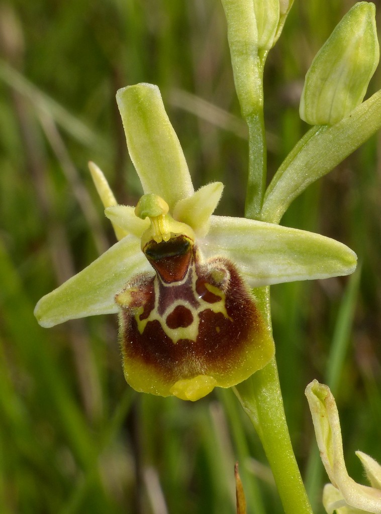 Ophrys lacaitae, ibridi e altre modelle; Isernia 2 giugno 2016