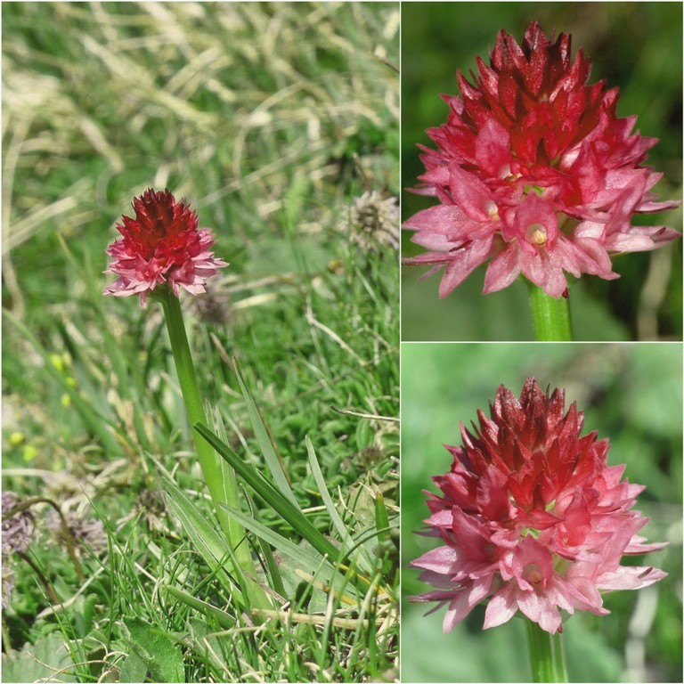 Nigritella buschmanniae e la storiella del Grost:16 luglio 2016