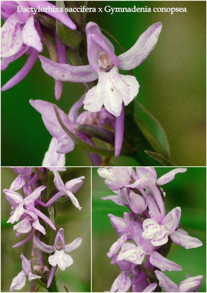 Il Gran Sasso e le orchidee - il mio omaggio al Gigante dellAppennino.