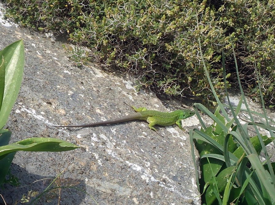 Lacerta trilineata a Creta - 4 aprile 2016