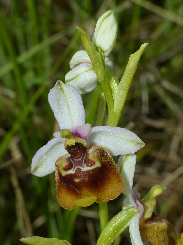 Ophrys lacaitae, ibridi e altre modelle; Isernia 2 giugno 2016